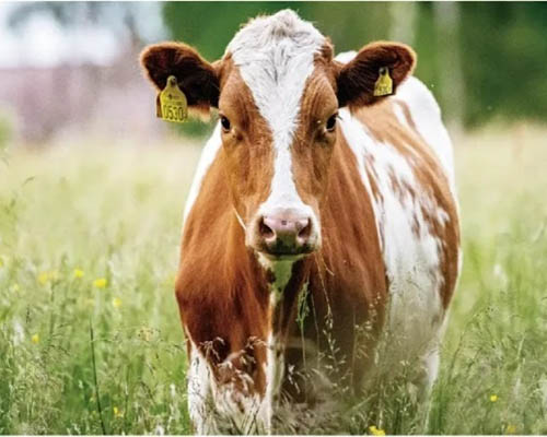 Yeast culture for ruminants