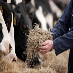The Evolution of Nutritional Animal Feed in Modern Farming