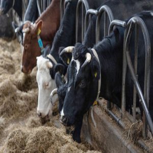 Exploring Alternative Proteins in Sustainable Animal Feed