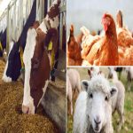 Targeted Yeast Culture Solutions for Feed Manufacturers