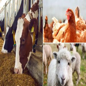 Targeted Yeast Culture Solutions for Feed Manufacturers