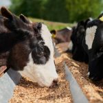 Yeast Culture Additives—Improving Feed Conversion Across Species